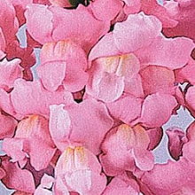 Львиный зев Мэриленд (группа 1,2) Йосемите Пинк [1000 шт] - ООО «Семена Тут»