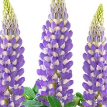 Люпин Люпини Блю Шейдес [100 шт] - ООО «Семена Тут»