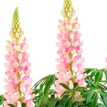 Люпин Люпини Пинк Шейдес [1000 шт] - ООО «Семена Тут»