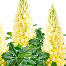 Люпин Люпини Еллоу Шейдес [100 шт] - ООО «Семена Тут»