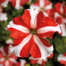 Петуния грандифлора Тритуния Ред Стар [100 драже] - ООО «Семена Тут»