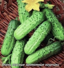 Огурец Престольный F1 - ООО «Семена Тут»