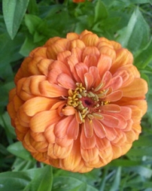 Цинния Мастер Бронз [1000 шт] - ООО «Семена Тут»