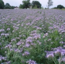Фацелия пижмолистная Радуга (1 уп. - 100 гр) - ООО «Семена Тут»