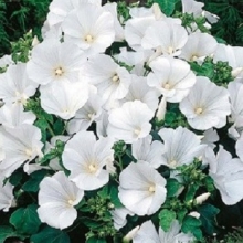 Лаватера Монт Блан - ООО «Семена Тут»