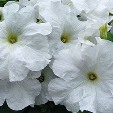 Петуния грандифлора Лимбо Джи Пи Вайт [10000 драже] - ООО «Семена Тут»