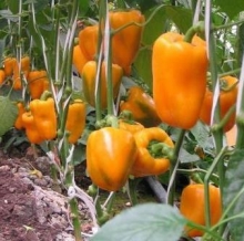 Перец Бычок - ООО «Семена Тут»