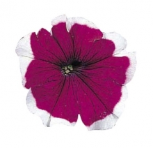 Петуния мультифлора Мерлин Бургунди Пикоти [1000 драже] - ООО «Семена Тут»