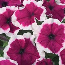 Петуния грандифлора Хулахуп Бургунди [5000 драже] - ООО «Семена Тут»