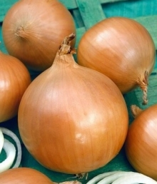 Лук репчатый Навигатор - ООО «Семена Тут»