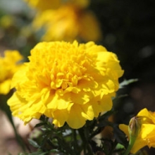 Бархатцы отклоненные Креста Еллоу [1000 шт] - ООО «Семена Тут»