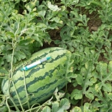 img-1: Арбуз Тамтам F1 - ООО «Семена Тут»