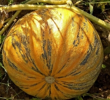 Тыква Мускатная Прованская - ООО «Семена Тут»