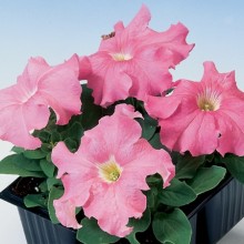 Петуния грандифлора Танго Салмон [1000 драже] - ООО «Семена Тут»