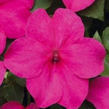 Бальзамин Супер Элфин Роуз [1000 шт] - ООО «Семена Тут»