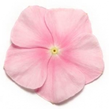 Катарантус Пацифика Иси Пинк [500 шт] - ООО «Семена Тут»