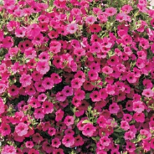 Петуния ампельная F1 Парпл Вельвет [100 драже] - ООО «Семена Тут»