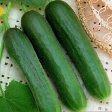 Огурец Зена F1 - ООО «Семена Тут»
