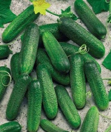 img-1: Огурец Клодин F1 - ООО «Семена Тут»