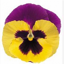 Виола крупноцветковая Пауэр Блюберри энд Крим [1000 шт] - ООО «Семена Тут»