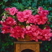 Бегония клубневая Сан Дансер Пинк [1000 драже] - ООО «Семена Тут»