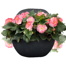 img-1: Бегония клубневая Нонстоп Роуз Пикоти [1000 драже] - ООО «Семена Тут»