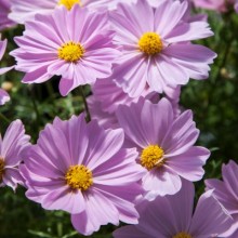 img-1: Космея Апполо Пинк [500 шт] - ООО «Семена Тут»