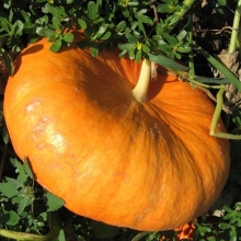 Тыква Руж Виф Детамп - ООО «Семена Тут»