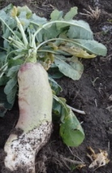 img-1: Брюква Куузика - ООО «Семена Тут»