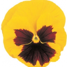 Виола крупноцветковая Пауэр Еллоу виз Блотч  [1000 шт] - ООО «Семена Тут»