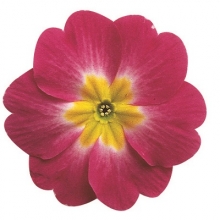 Примула Данова Биколор Парпл [1000 шт] - ООО «Семена Тут»