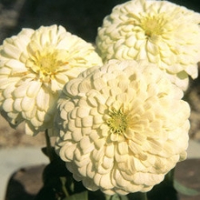 Цинния Тополино Вайт [250 шт] - ООО «Семена Тут»