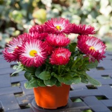 img-1: Маргаритка Бам Бам Ред [1000 шт] - ООО «Семена Тут»