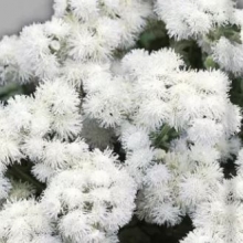 img-1: Агератум Белый шар - ООО «Семена Тут»
