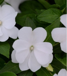 Бальзамин новогвинейский Дивайн Вайт [100 шт] - ООО «Семена Тут»