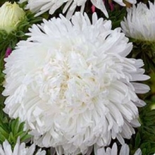 Астра королевский размер Белая - ООО «Семена Тут»