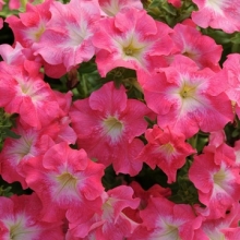 Петуния грандифлора Дримс Корал Морн [100 драже] - ООО «Семена Тут»