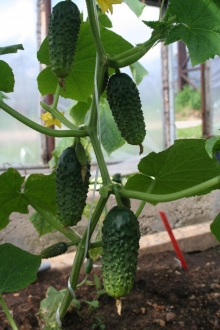 img-1: Огурец Мурашка F1 - ООО «Семена Тут»