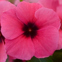 Катарантус Тату Распберри [100 шт] - ООО «Семена Тут»