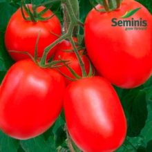 Томат Монти F1 - ООО «Семена Тут»