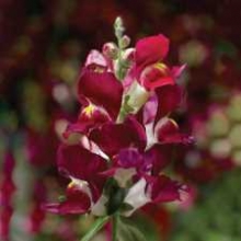 Львиный зев Снаптини Бургунди Биколор [1000 шт] - ООО «Семена Тут»