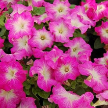 Петуния грандифлора Лимбо Джи Пи Роуз Морн [100 драже] - ООО «Семена Тут»