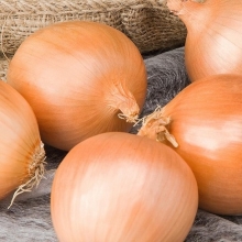 Лук репчатый Талон F1 - ООО «Семена Тут»