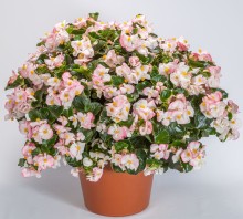 img-1: Бегония гибридная Топхэт Роуз Биколор [1000 драже] - ООО «Семена Тут»