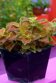 img-1: Колеус Джиант Эксибишен Рустик Ред [1000 шт] - ООО «Семена Тут»