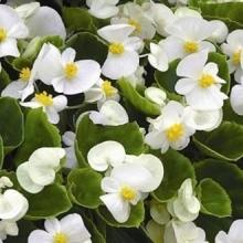 Бегония вечноцветущая Бада Бинг Вайт [1000 драже] - ООО «Семена Тут»