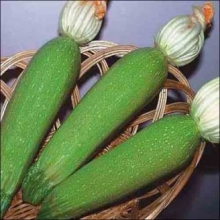 Кабачок Алия F1 - ООО «Семена Тут»