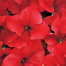 Петуния грандифлора Дримс Ред [1000 драже] - ООО «Семена Тут»