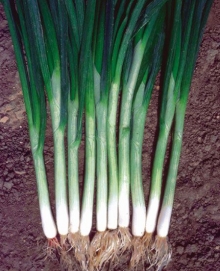 Лук на зелень Грин Баннер - ООО «Семена Тут»
