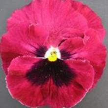 Виола крупноцветковая Дельта Роуз виз Блотч [100 шт] - ООО «Семена Тут»